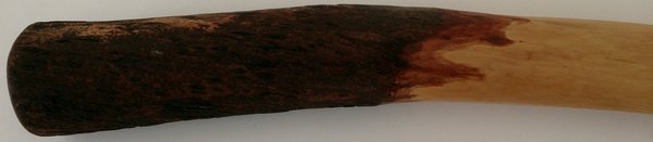 Eucalyptus Didgeridoo No. 408