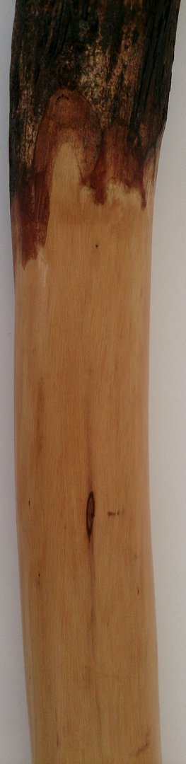 Eucalyptus Didgeridoo No. 408