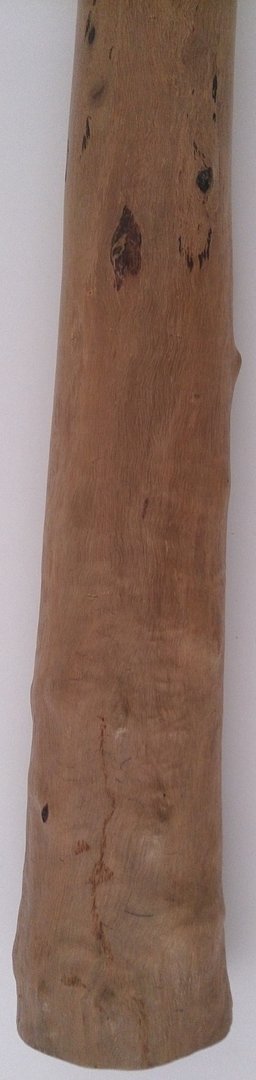 Eucalyptus Didgeridoo No. 400