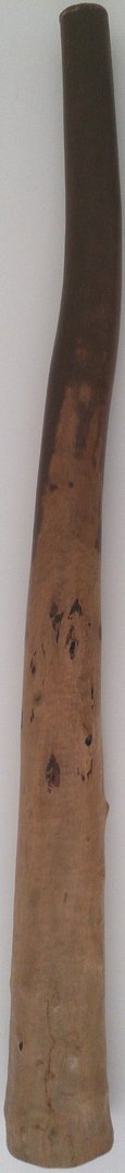Eukalyptus Didgeridoo Nr. 400